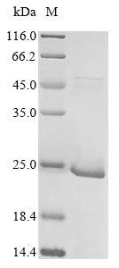 Greater than 85% as determined by SDS-PAGE.Recombinant Arabidopsis Thaliana E3 Sumo-Protein Ligase Siz1 (SIZ1) Protein (His)
