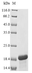 Greater than 85% as determined by SDS-PAGE.Recombinant Human Heat Repeat-Containing Protein 6 (HEATR6) Protein (His&Myc)