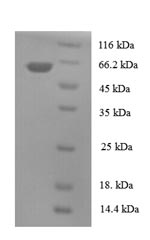Greater than 90% as determined by SDS-PAGE.