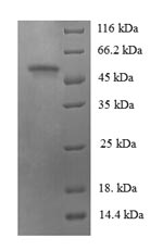 Greater than 90% as determined by SDS-PAGE.