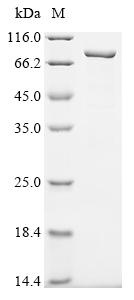 Greater than 90% as determined by SDS-PAGE.Recombinant Mouse Inter-Alpha-Trypsin Inhibitor Heavy Chain H2 (ITIH2) Protein (His&Myc)