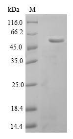 Greater than 90% as determined by SDS-PAGE.Recombinant Mouse Adipocyte Enhancer-Binding Protein 1 (AEBP1) Protein (His-SUMO)