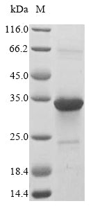 Greater than 85% as determined by SDS-PAGE.