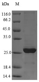 Greater than 90% as determined by SDS-PAGE.Recombinant Giardia Lamblia Virus Major Capsid Protein (GAG) Protein (His)