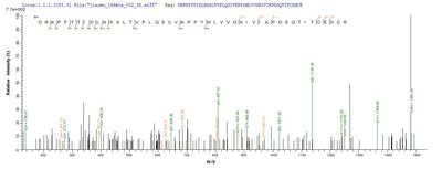 Based on the SEQUEST from database of E.coli host and target protein, the LC-MS/MS Analysis result of this product could indicate that this peptide derived from E.coli-expressed Homo sapiens (Human) ERVK-6.Recombinant Human Endogenous Retrovirus Group K Member 6 Env Polyprotein (ERVK-6) Protein (His-SUMO)