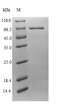Greater than 85% as determined by SDS-PAGE.Recombinant Human Endogenous Retrovirus Group K Member 6 Env Polyprotein (ERVK-6) Protein (His)