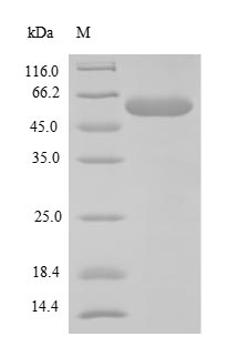 Greater than 90% as determined by SDS-PAGE.Recombinant Mouse F-Box/Wd Repeat-Containing Protein 10 (FBXW10) Protein (His-SUMO)
