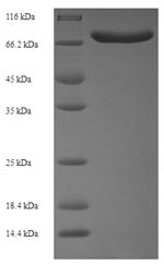 Greater than 90% as determined by SDS-PAGE.Recombinant Human Acyl-Coa-Binding Domain-Containing Protein 5 (ACBD5) Protein (His-SUMO)