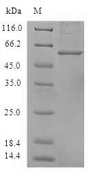 Greater than 90% as determined by SDS-PAGE.Recombinant Human Annexin A8-Like Protein 2 (ANXA8L1) Protein (GST)