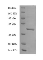 Greater than 90% as determined by SDS-PAGE.