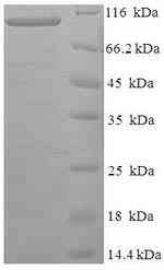 Greater than 90% as determined by SDS-PAGE.