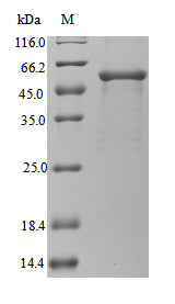 Greater than 85% as determined by SDS-PAGE.Recombinant Legionella Pneumophila Subsp. Pneumophila Gamma-Glutamyl Phosphate Reductase (PROA) Protein (His)