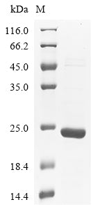 Greater than 85% as determined by SDS-PAGE.Recombinant Mouse Myelin-Oligodendrocyte Glycoprotein (MOG) Protein (His)