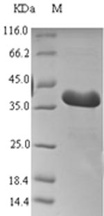 Greater than 90% as determined by SDS-PAGE.