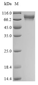 Greater than 85% as determined by SDS-PAGE.