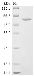 Greater than 90% as determined by SDS-PAGE.
