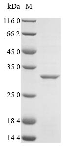 Greater than 85% as determined by SDS-PAGE.Recombinant Symbiobacterium Thermophilum Dna Mismatch Repair Protein Muts (MUTS) Protein (His&Myc)