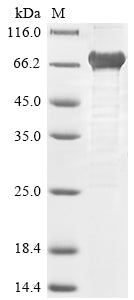 Greater than 85% as determined by SDS-PAGE.Recombinant Hepatitis E Virus Genotype 1 Secreted Protein Orf2 (ORF2) Protein (His)