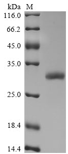 Greater than 90% as determined by SDS-PAGE.Recombinant Mouse Insulin Growth Factor-Like Family Member (IGFL) Protein (His-SUMO)