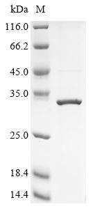 Greater than 90% as determined by SDS-PAGE.Recombinant Human G Patch Domain-Containing Protein 4 (GPATCH4) Protein (His&Myc)