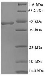 Greater than 90% as determined by SDS-PAGE.Recombinant Human Ben Domain-Containing Protein 3 (BEND3) Protein (GST)