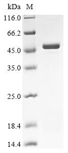 Greater than 90% as determined by SDS-PAGE.Recombinant Human Uncharacterized Protein C6Orf163 (C6ORF163) Protein (His&Myc)