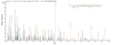 Based on the SEQUEST from database of E.coli host and target protein, the LC-MS/MS Analysis result of this product could indicate that this peptide derived from E.coli-expressed Mus musculus (Mouse) Musk.Recombinant Mouse Muscle, Skeletal Receptor Tyrosine-Protein Kinase (MUSK) Protein (His-SUMO&Myc)