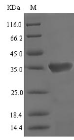 Greater than 90% as determined by SDS-PAGE.