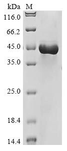 Greater than 85% as determined by SDS-PAGE.