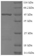 Greater than 90% as determined by SDS-PAGE.Recombinant Human Meteorin-Like Protein (METRNL) Protein (His-SUMO)