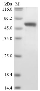 Greater than 85% as determined by SDS-PAGE.