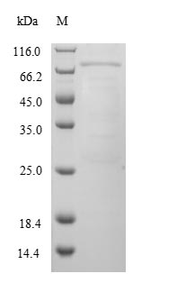 Greater than 90% as determined by SDS-PAGE.