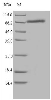 Greater than 90% as determined by SDS-PAGE.