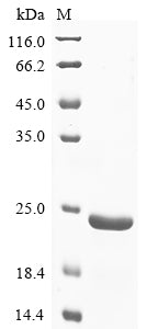 Greater than 90% as determined by SDS-PAGE.Recombinant African Swine Fever Virus Envelope Protein P54 (BA71V-126) Protein (His)