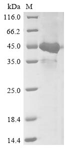 Greater than 85% as determined by SDS-PAGE.Recombinant Human Herpesvirus 6A Glycoprotein 105 (U96/U97/U98/U99/U100) Protein (His&Myc)