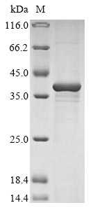 Greater than 85% as determined by SDS-PAGE.Recombinant Bovine Nucleotide-Binding Oligomerization Domain-Containing Protein 2 (NOD2) Protein (His-KSI)