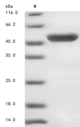 Greater than 85% as determined by SDS-PAGE.Recombinant Oryza Sativa Subsp. Japonica Tpr Repeat-Containing Thioredoxin Tdx (OS09G0401200) Protein (His&Myc)