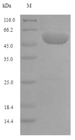 Greater than 90% as determined by SDS-PAGE.