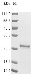 Greater than 85% as determined by SDS-PAGE.Recombinant Thermus Thermophilus Ribonuclease Hii (RNHB) Protein (His)