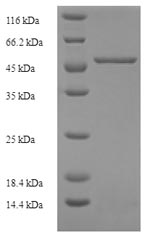 Greater than 90% as determined by SDS-PAGE.