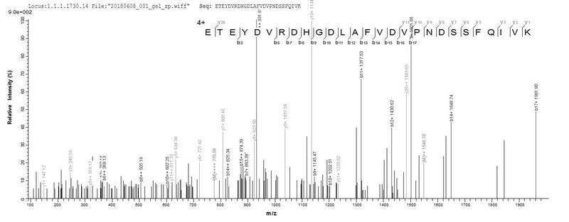 Based on the SEQUEST from database of E.coli host and target protein, the LC-MS/MS Analysis result of this product could indicate that this peptide derived from E.coli-expressed Mus musculus (Mouse) Arg1.Recombinant Mouse Arginase-1 (ARG1) Protein (His-SUMO)