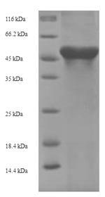 Greater than 90% as determined by SDS-PAGE.Recombinant Mouse Arginase-1 (ARG1) Protein (His-SUMO)