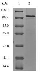 Greater than 90% as determined by SDS-PAGE.Recombinant Mouse E3 Ubiquitin-Protein Ligase Trim21 (TRIM21) Protein (His-SUMO)