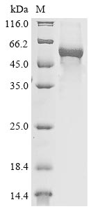 Greater than 85% as determined by SDS-PAGE.Recombinant Mouse E3 Ubiquitin-Protein Ligase Trim21 (TRIM21) Protein (His)