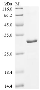Greater than 85% as determined by SDS-PAGE.Recombinant Mouse Tolloid-Like Protein 1 (TLL1) Protein (His)