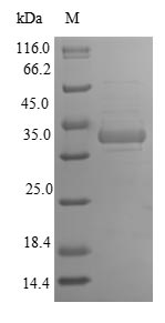 Greater than 90% as determined by SDS-PAGE.