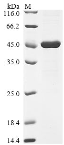 Greater than 90% as determined by SDS-PAGE.Recombinant Rat Interleukin-1 Receptor Accessory Protein (IL1RAP) Protein (His&Myc)