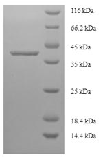 Greater than 90% as determined by SDS-PAGE.