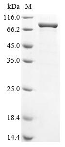 Greater than 85% as determined by SDS-PAGE.