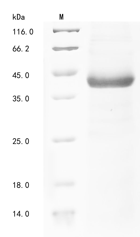 Greater than 85% as determined by SDS-PAGE.Recombinant Human Parechovirus 1 Genome Polyprotein Protein (His&Myc)